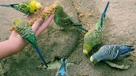 好養的鳥|新手養鳥指南 挑選及準備要點 – 寵物百科